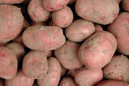 Kartoffeln aus bio-dynamischem Anbau
