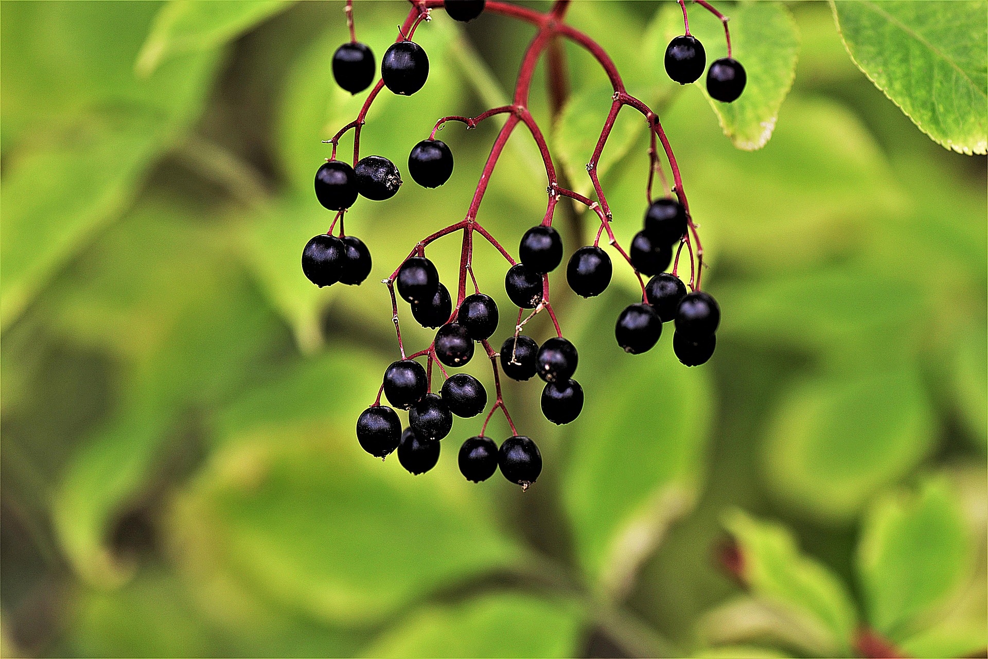 Kräuterführung: Wilde Beeren und Kräuter