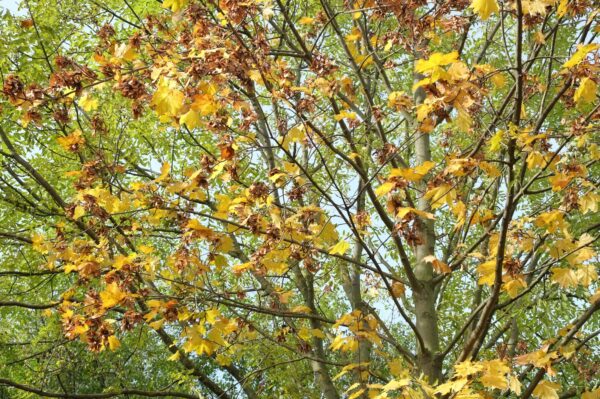 Herbstliches Laub