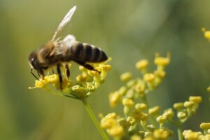 Bollheimer Bienen auf dem Feld