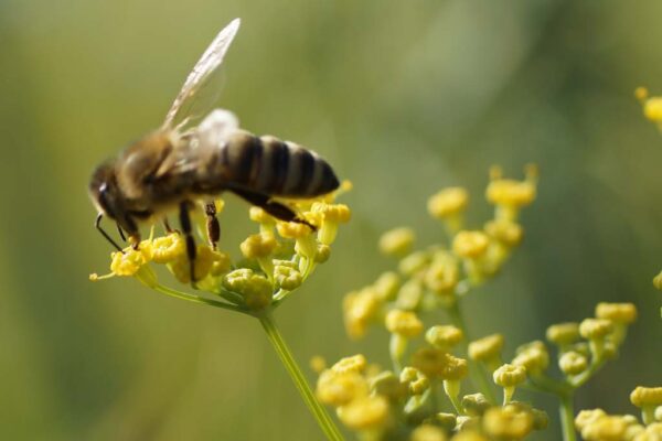 Bollheimer Bienen auf dem Feld