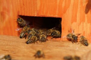 Bienenstock auf Haus Bollheim