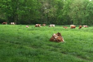 Kühe auf der Bollheimer Weide