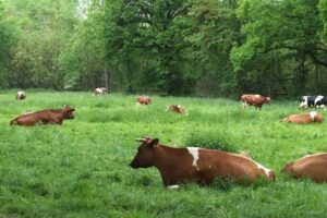 Bollheimer Kühe auf der Weide