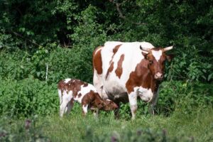 Neugeborenes Kälbchen auf der Bollheimer Weide