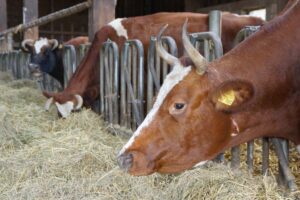 Stallbesuch im Kinderpogramm