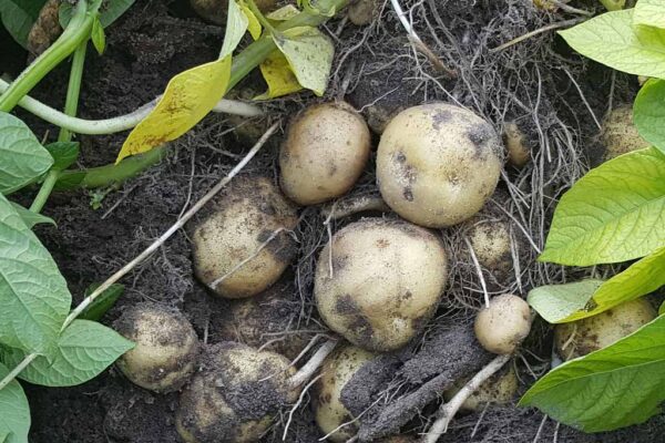 Kinderaktion Haus Bollheim: Karoffeln ernten