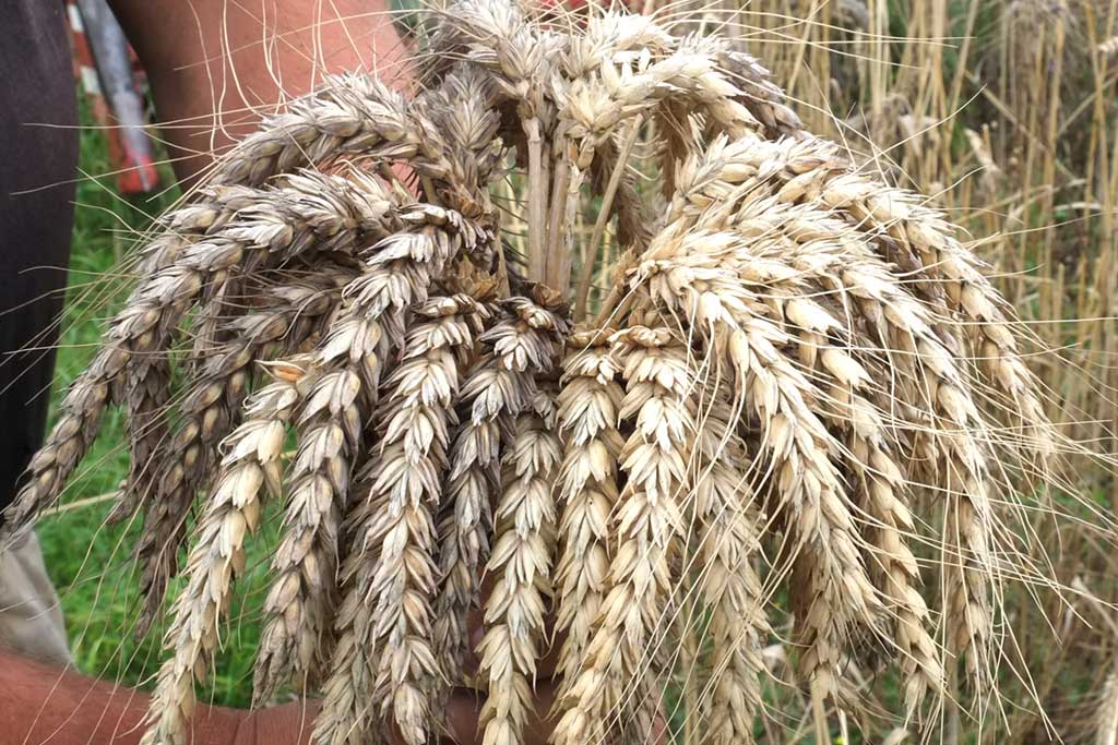 Hofsortenentwicklung