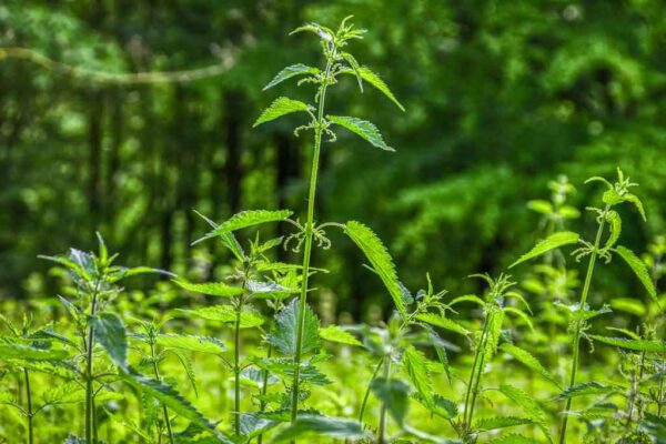 Bollheimer Biodiversität