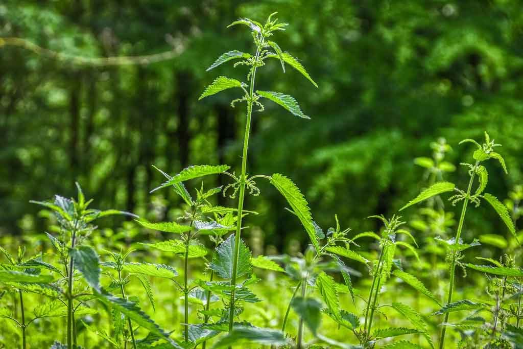 Wildpflanzen im Frühjahr