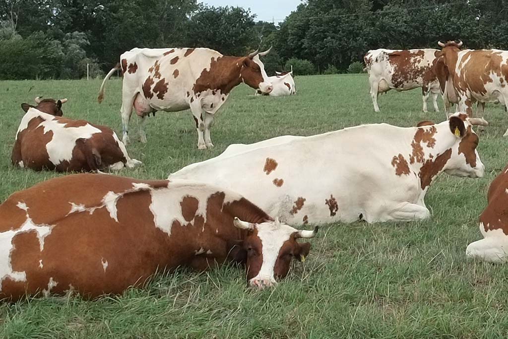 Kühe auf Bollheim