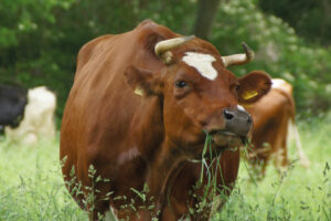 Kuh auf der Bollheimer Weide
