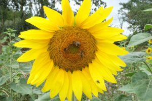 Sonnenblume auf Haus Bollheim