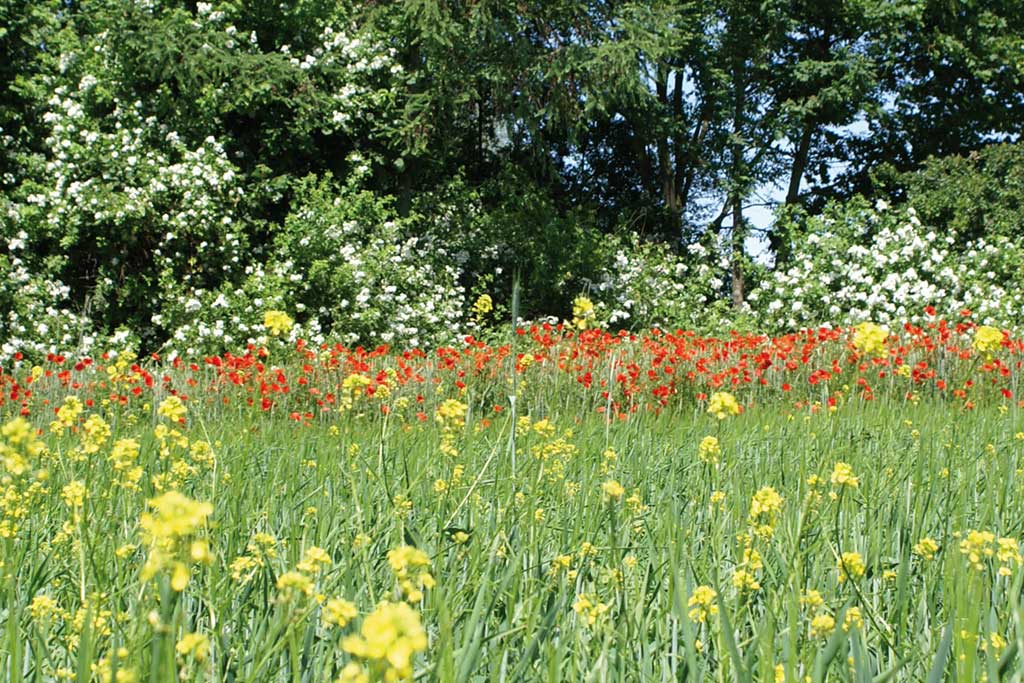 Spaziergang Biodiversität