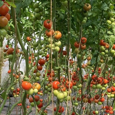 Bollheimer Tomaten