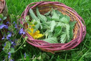 Wildkräuterführung auf Haus Bollheim