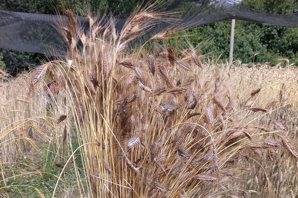 Zuchtgarten Erntebetrachtung – 02.10.