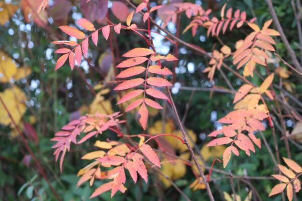 Herbstliche Farben
