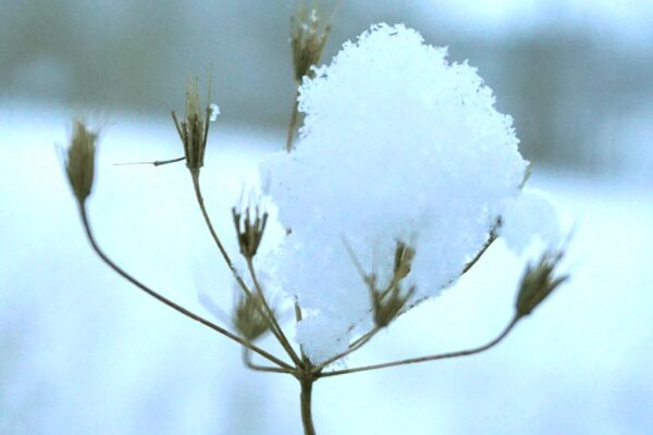 Winter im Zuchtgarten