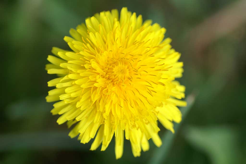 Kinder: Erntedankfest