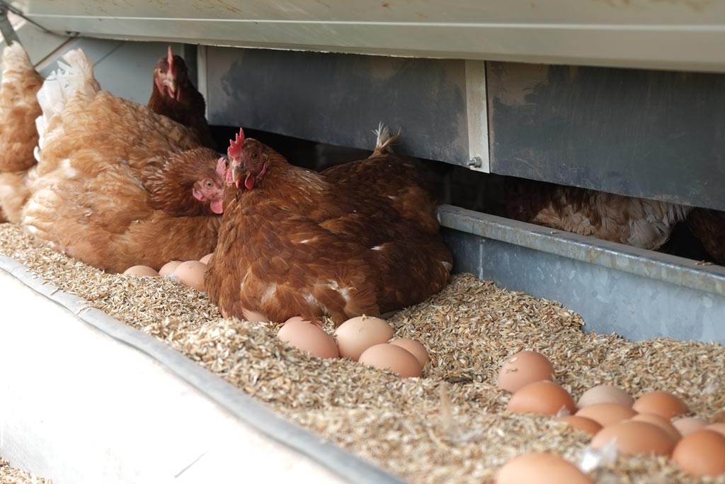 Hofaspekte: Über Hühner und Eier