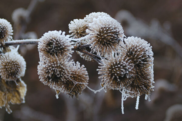 Winter im Zuchtgarten