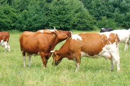 Bollheimer Kühe auf der Weide