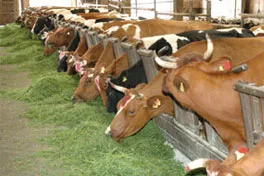 Bollheimer Kühe im Stall bei der Fütterung